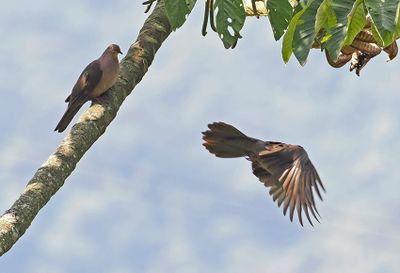 Plumbeous Pigeon