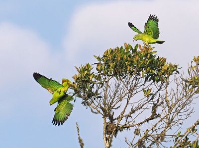 Scaly-naped Amazon