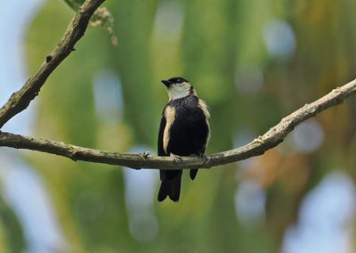 Straw-backed Tanager