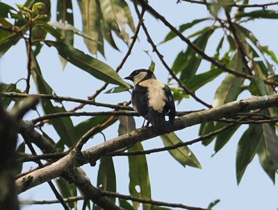 Straw-backed Tanager