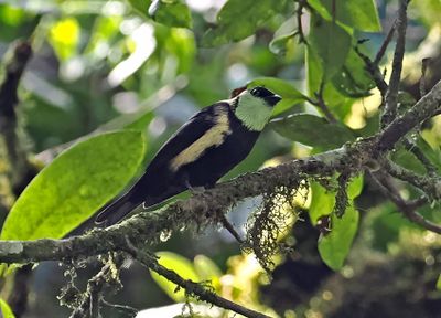 Straw-backed Tanager