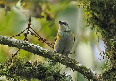 Straw-backed Tanager