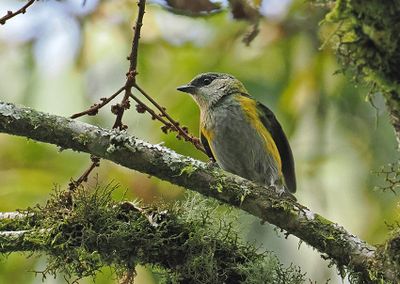 Straw-backed Tanager