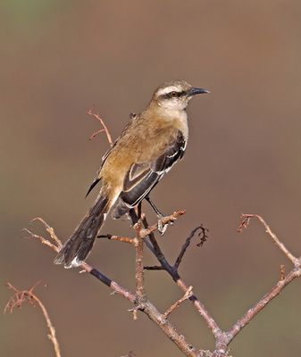 Brown-backed Mockingbird