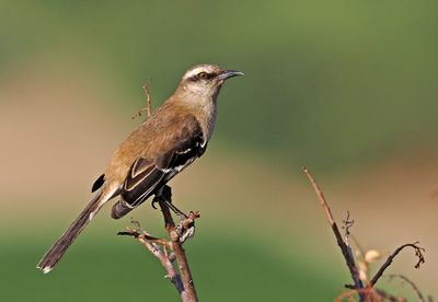 Brown-backed Mockingbird