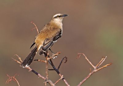 Brown-backed Mockingbird