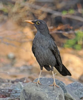Chiguanco Thrush