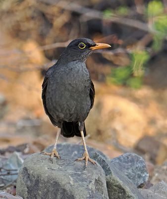 Chiguanco Thrush