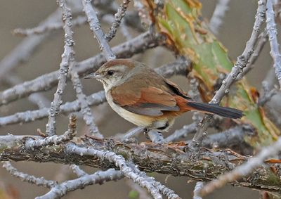 Rusty-vented Canastero