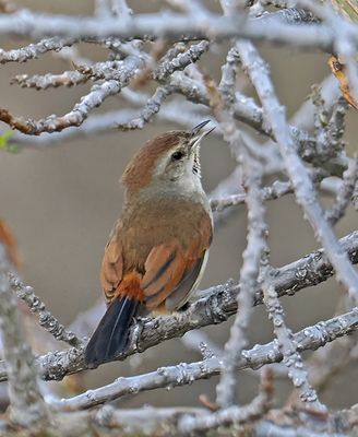 Rusty-vented Canastero