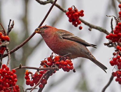 Pine Grosbeak