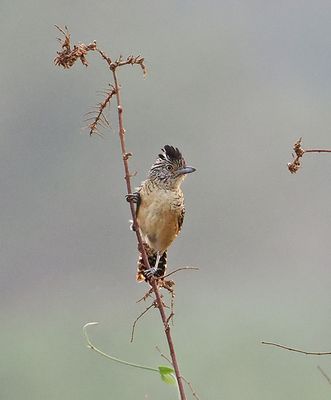 Barred Antshrike