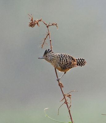 Barred Antshrike