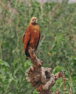 Black-collared Hawk