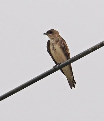 Brown-chested Martin