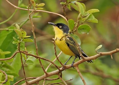 Common Tody-Flycatcher