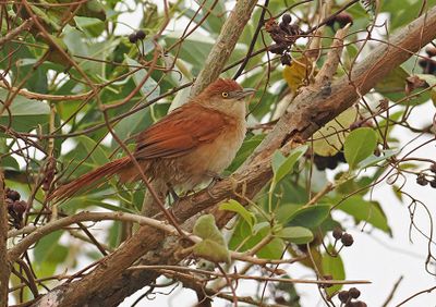 Great Thornbird