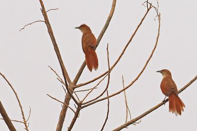 Great Thornbird