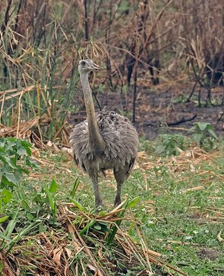 Greater Rhea