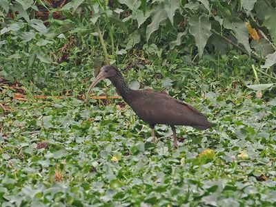 Green Ibis