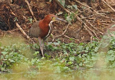 Rufescent Tiger-Heron