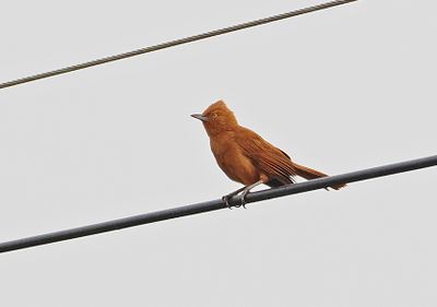 Rufous Cacholote