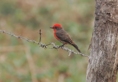 Scarlet Flycatcher