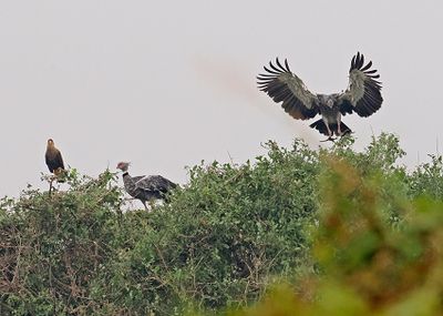 Southern Screamer