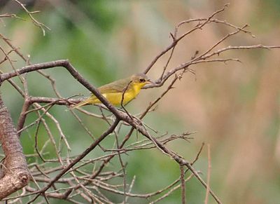 Southern Yellowthroat