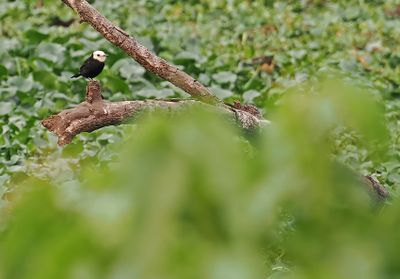 White-headed Marsh-Tyrant