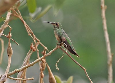 White-tailed Goldenthroat
