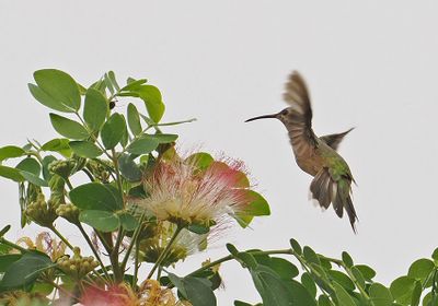 White-tailed Goldenthroat