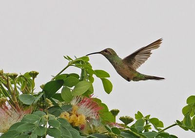 White-tailed Goldenthroat