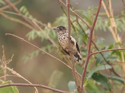 White-wedged Piculet