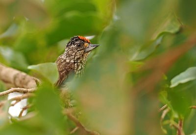 White-wedged Piculet