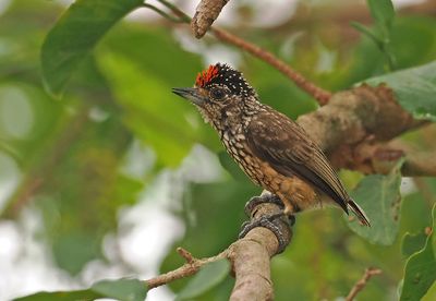 White-wedged Piculet