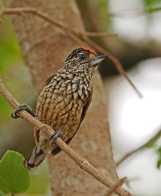 White-wedged Piculet