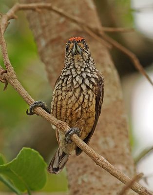 White-wedged Piculet