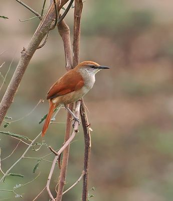 Yellow-chinned Spinetail