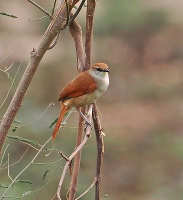 Yellow-chinned Spinetail