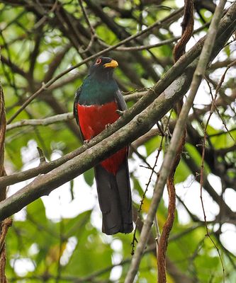 Black-tailed Trogon