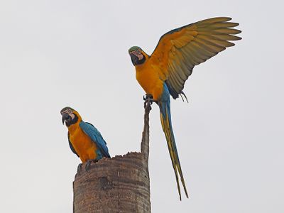Blue-and-yellow Macaw