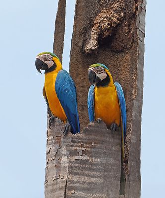 Blue-and-yellow Macaw