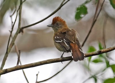 Bolivian Slaty-Antshrike