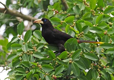 Crested Oropendola
