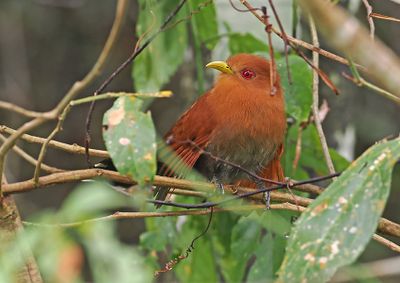Little Cuckoo