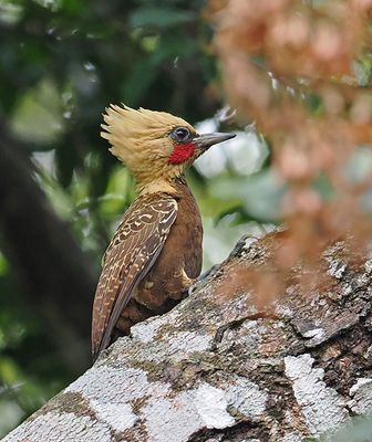 Pale-crested Woodpecker