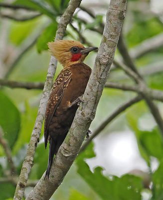 Pale-crested Woodpecker