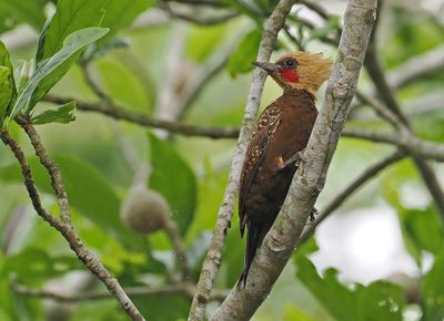 Pale-crested Woodpecker
