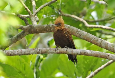 Pale-crested Woodpecker
